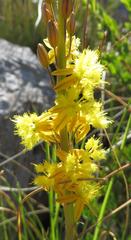 Bulbine favosa