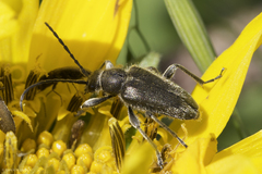 Brachysomida californica