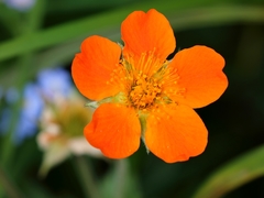 Geum coccineum