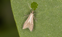 Schreckensteinia erythriella