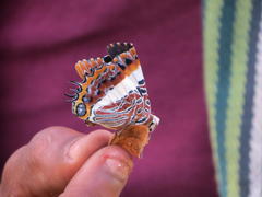 Charaxes brutus natalensis