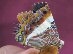 Charaxes brutus natalensis