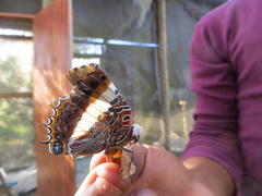 Charaxes brutus natalensis