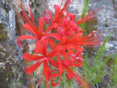 Nerine sarniensis