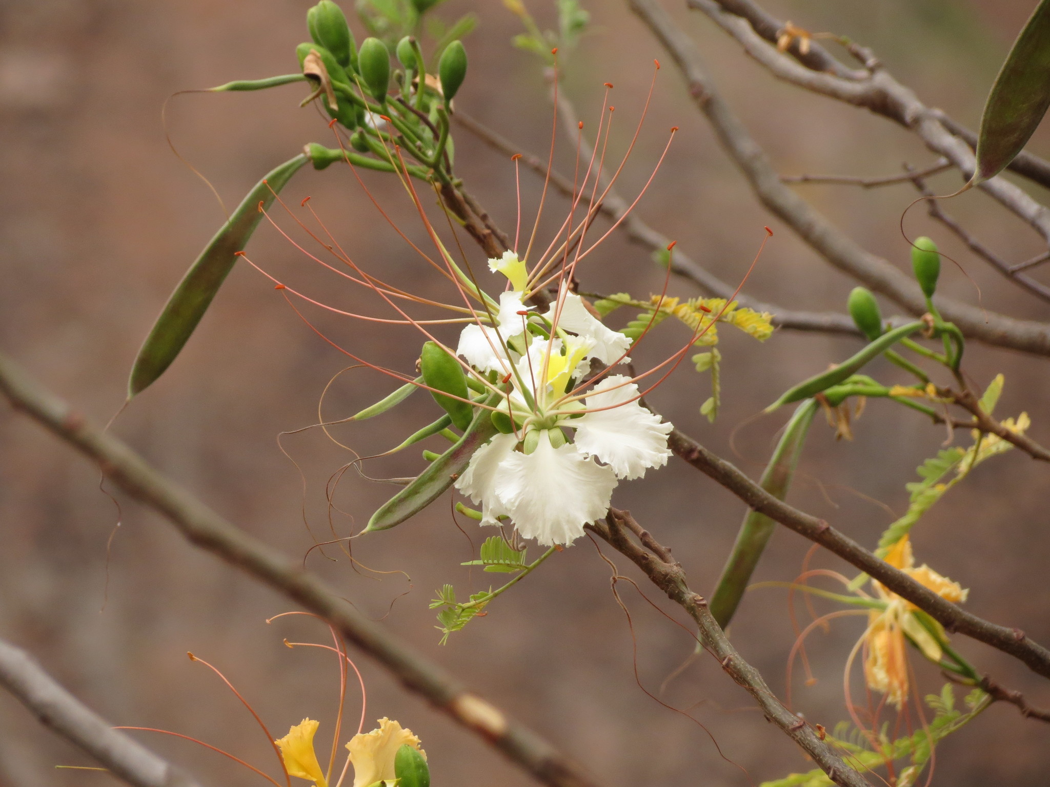 Delonix elata (L.) Gamble 3