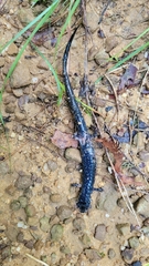 Plethodon glutinosus