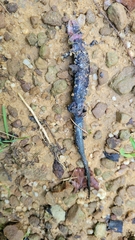 Plethodon glutinosus