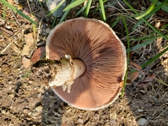 Agaricus campestris