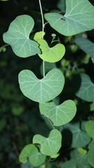 Cissampelos torulosa