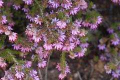 Erica similis