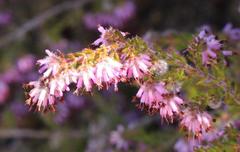 Erica similis