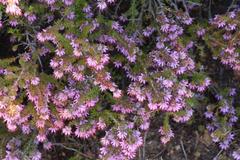 Erica similis