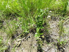 Asclepias cultriformis