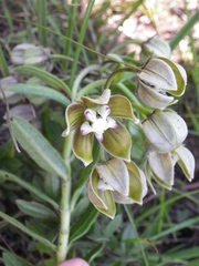 Asclepias cultriformis