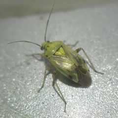 Miridae