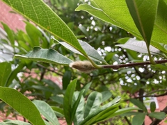 Magnolia