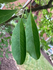 Magnolia
