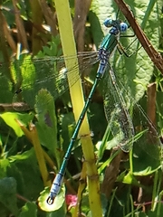 Lestes dryas