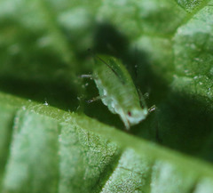 Macrosiphum cholodkovskyi