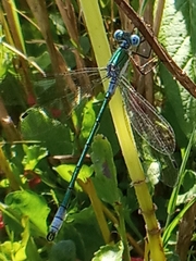 Lestes dryas