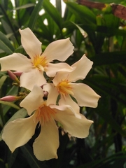 Magnoliopsida