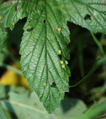 Dasineura ulmaria