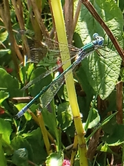 Lestes dryas