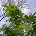 Jupunba trapezifolia micradenia - Photo (c) Karen, algunos derechos reservados (CC BY-NC-SA)