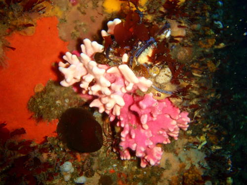 Stylaster nobilis