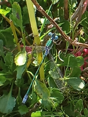 Lestes dryas
