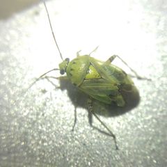 Miridae
