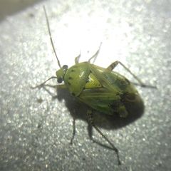 Miridae