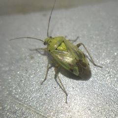 Miridae