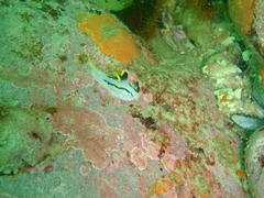 Polycera capensis
