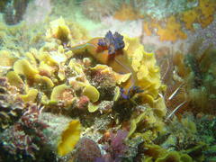 Tambja capensis