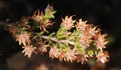 Erica similis
