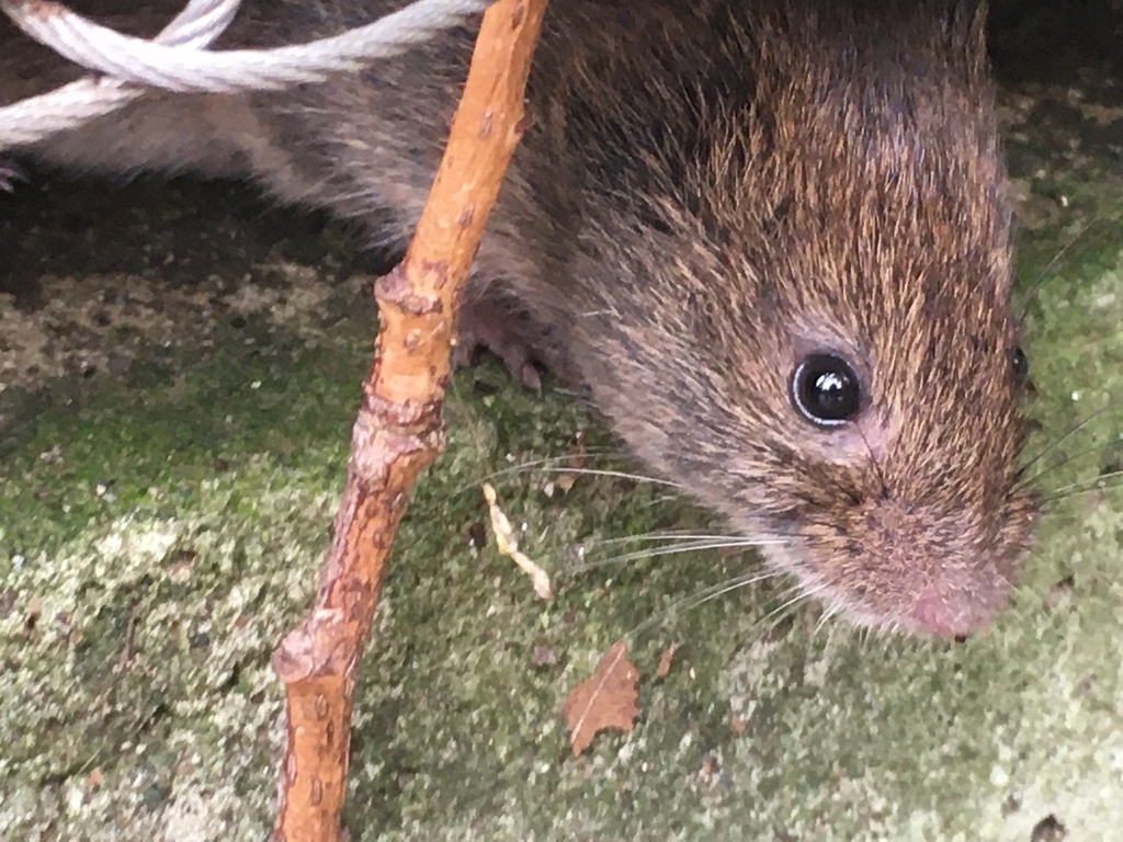 Meadow Vole