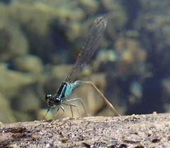 Odonata