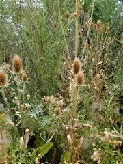 Dipsacus fullonum