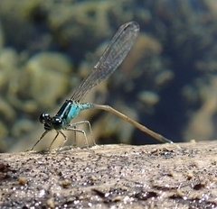 Odonata