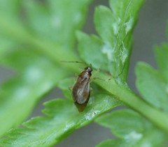 Bryocoris pteridis