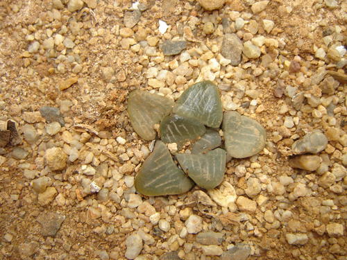 Haworthia mirabilis (Haw.) Haw. 3