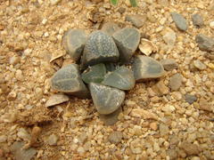 Haworthia mirabilis atrofusca