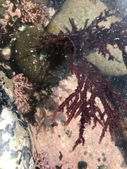 Neoptilota densa