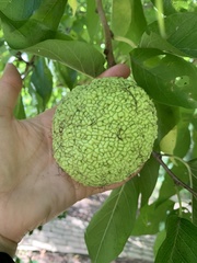 Maclura pomifera
