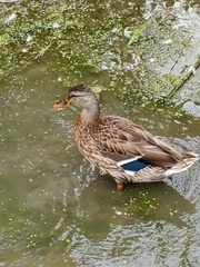 Anas platyrhynchos
