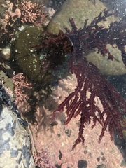 Neoptilota densa