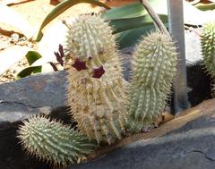 Hoodia mossamedensis