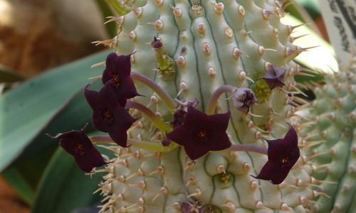 Hoodia mossamedensis (L.C.Leach) Plowes 3