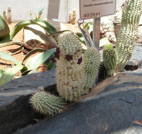 Hoodia mossamedensis (L.C.Leach) Plowes 4